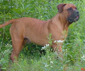 Knights Killians Irish Red 7 mos. old This puppy is out of Hunter
