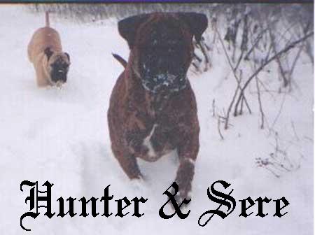 Hunter & Sere in the snow
