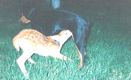 Ilsa nursing the blind baby deer
